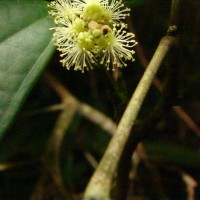 Mallotus rhamnifolius (Willd.) Müll.Arg.